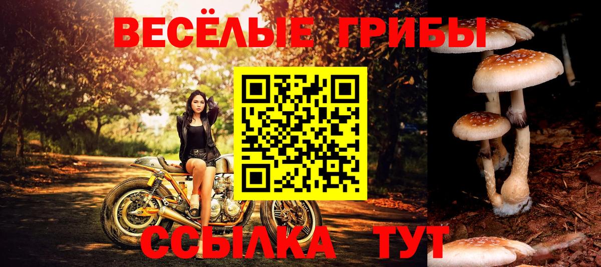 Псилоцибиновые грибы прущие грибы Кудымкар